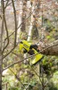 Секатор акумуляторний Ryobi ONE+ RY18SCA-0 18В d різа 25мм 0.74кг без АКБ та ЗП - 5