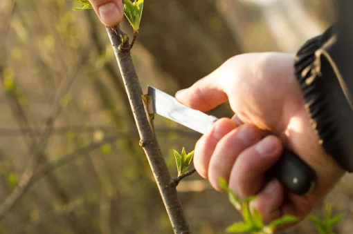 Ніж садовий Cellfast, для окулірування, 22см, 0.09кг